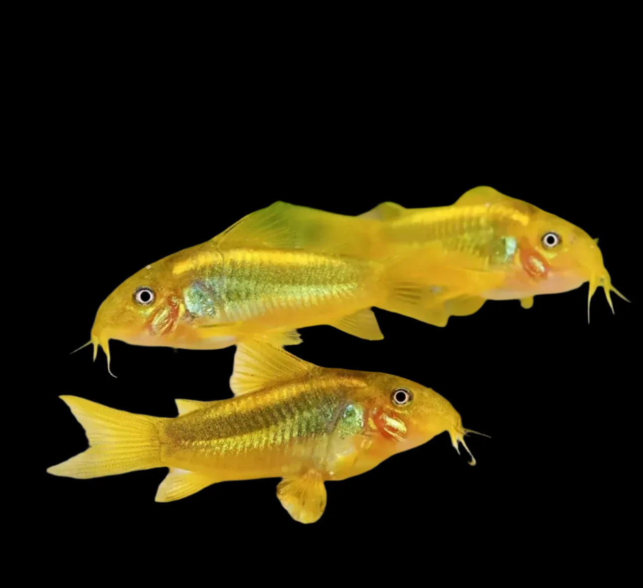Corydoras Gold Laser CW010 3-4cm catfish