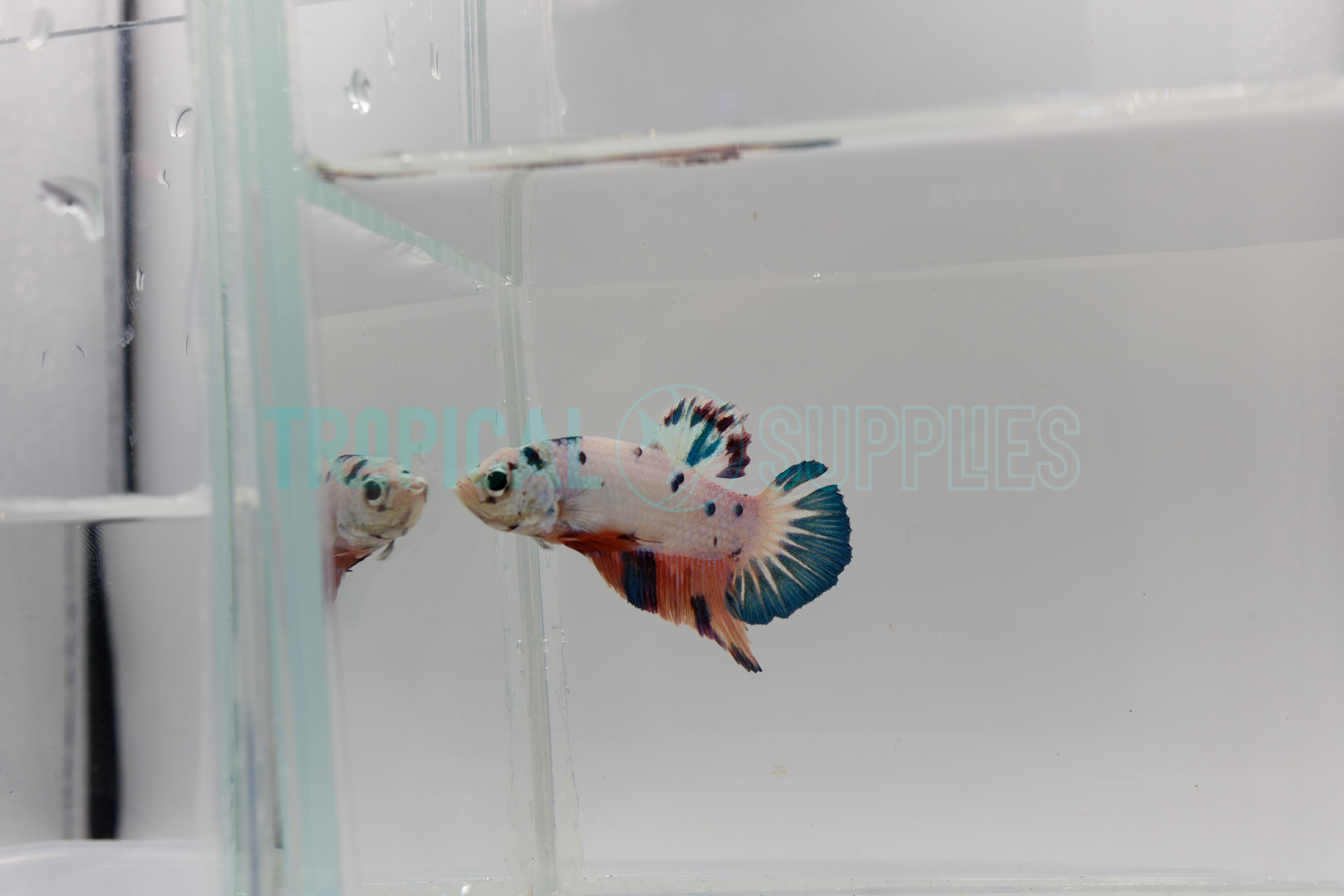 B15 Candy Ice Koi - Tropical Supplies North East