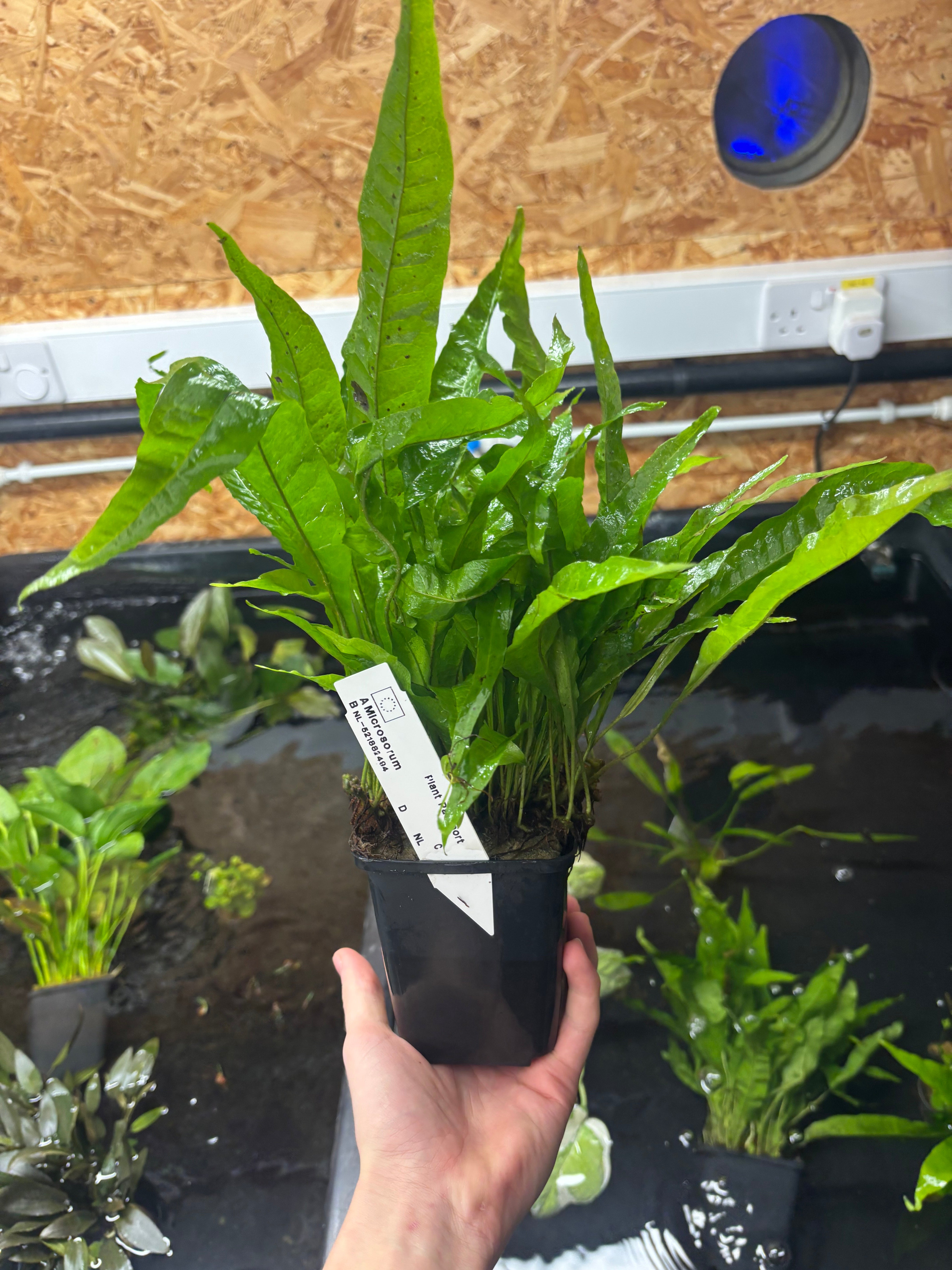 Microsorum Pteropus (Java Fern) Mother Plant 30cm