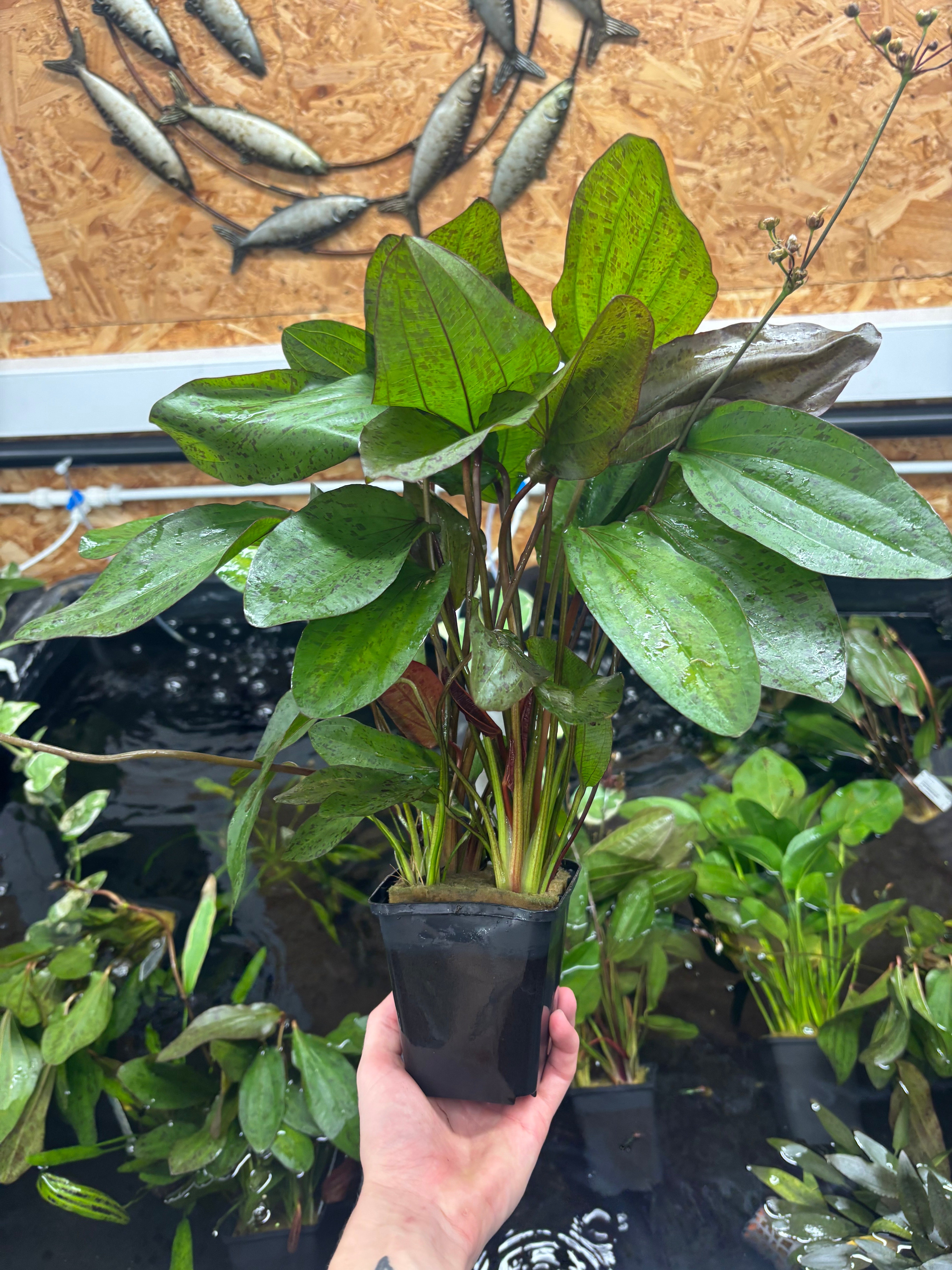 Assorted Echinodorus Mother Plant 30-50cm