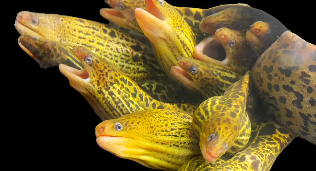 Freshwater Tiger Moray Eel 25-30cm odd