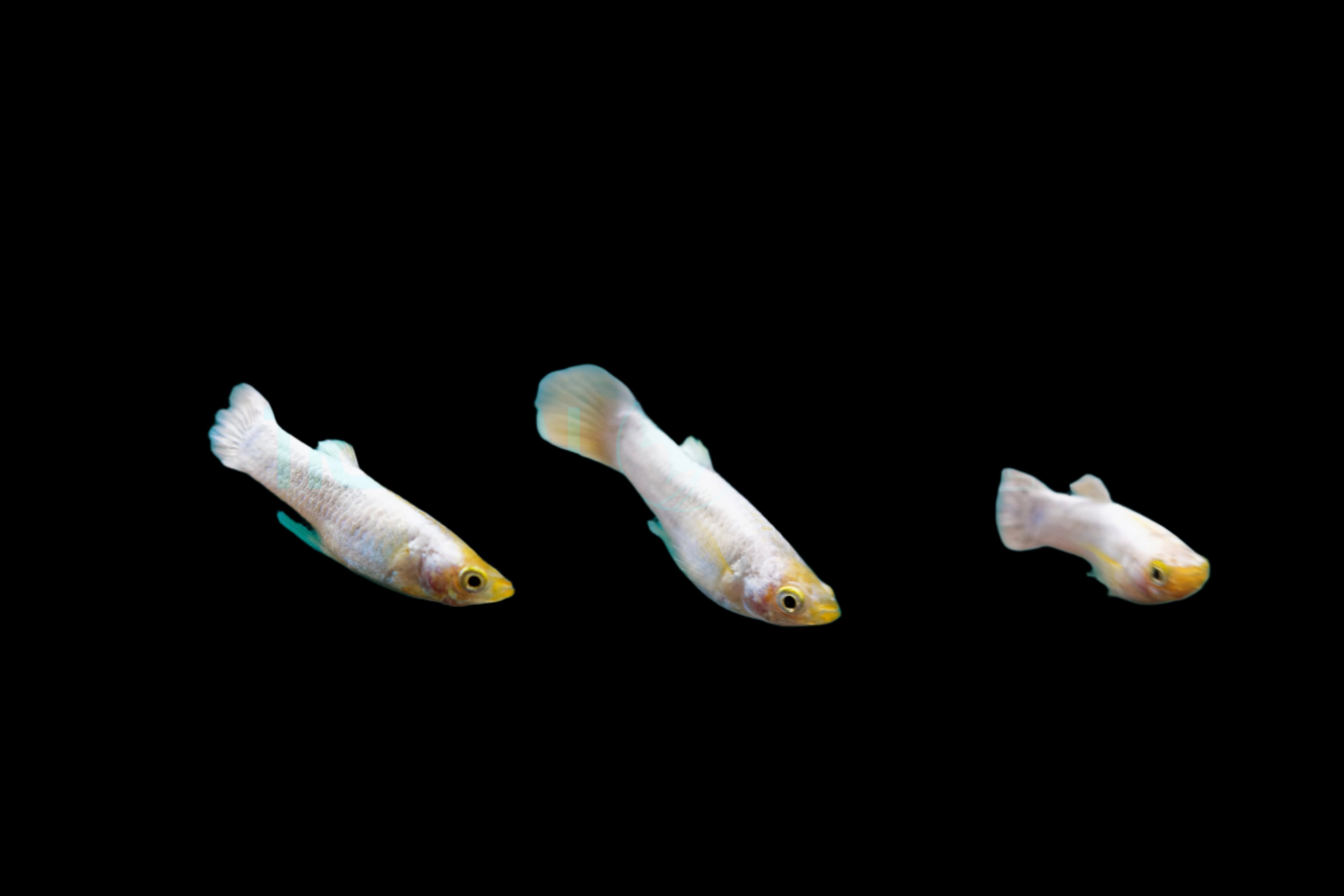 Snow White Male Guppy 3.5cm