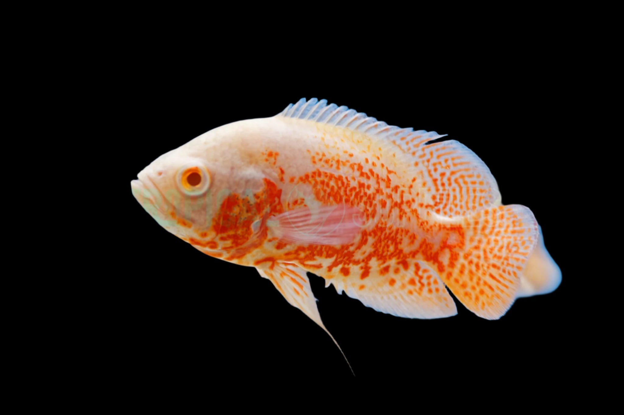 Albino Red Tiger Oscar 3"