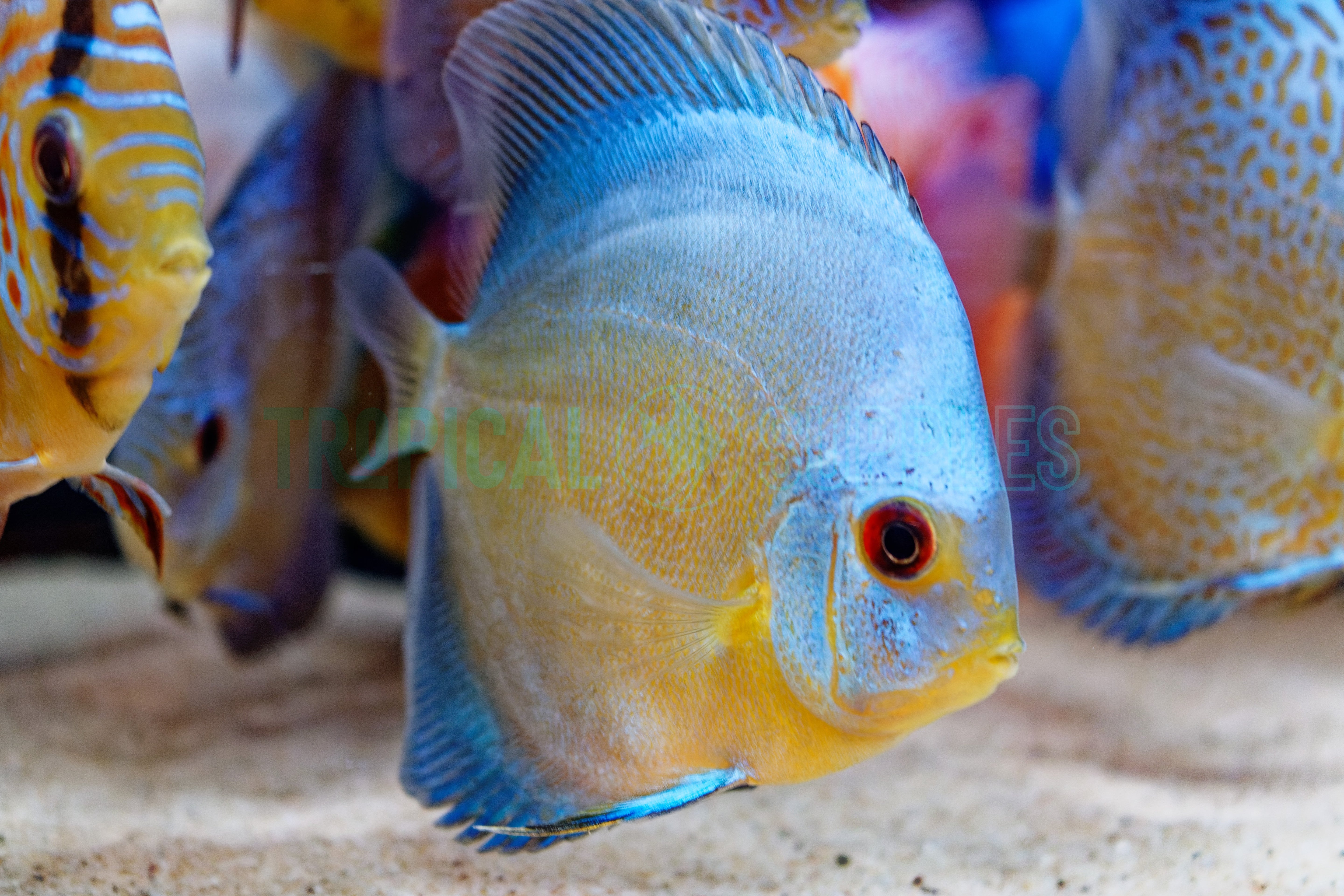 Assorted A Grade Discus 8-9cm+ Body Size - Mr.Johns Discus Farm