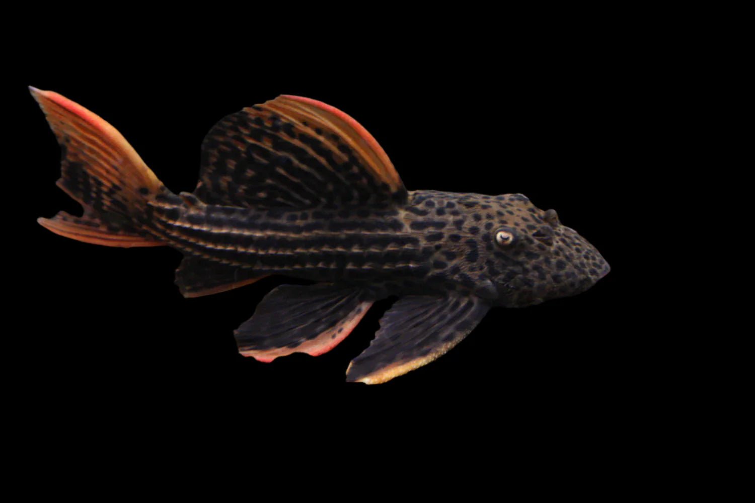Scarlet Cactus Pleco L25 3-4cm lnumber