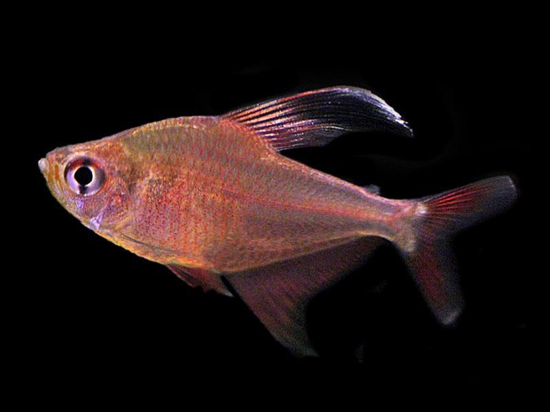 Robertsi Tetra 4cm - Tropical Supplies North East
