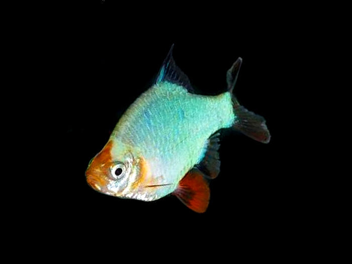 Jade Tiger Barb 3.5cm