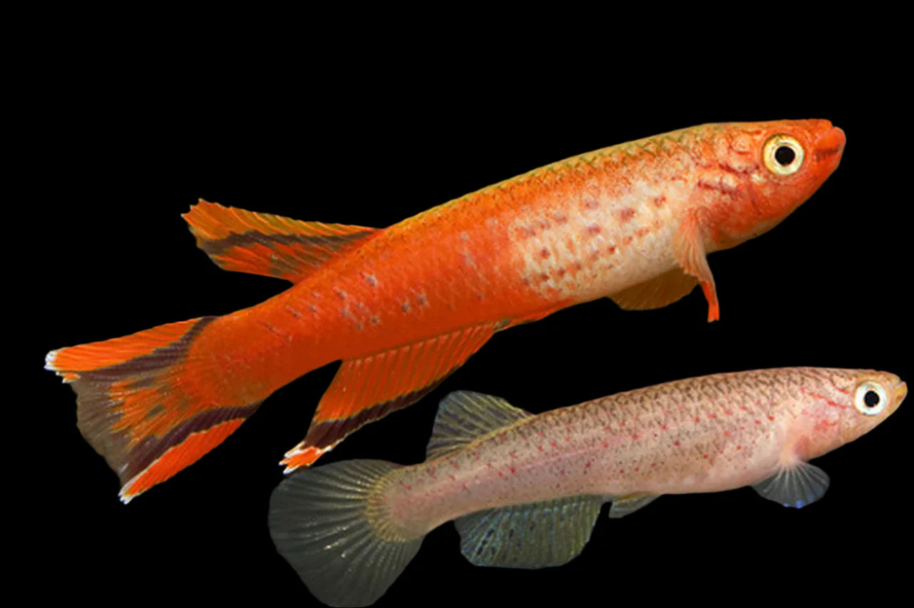 Australe Gold Killifish Pair 4cm killi