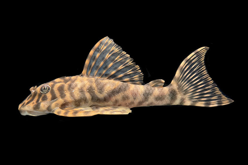 Candy Stripe Pleco L015 7cm