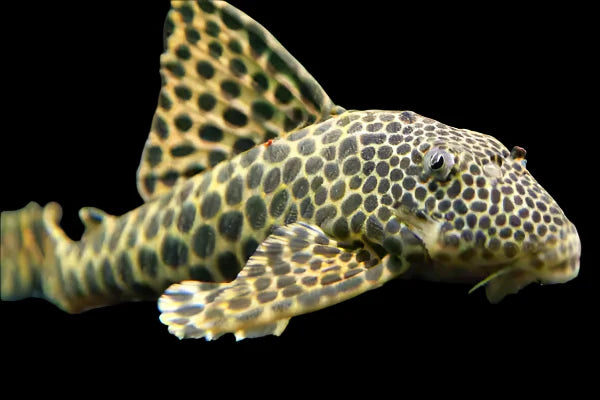 Para Pleco (sabaji) L124 7cm - Tropical Supplies North East