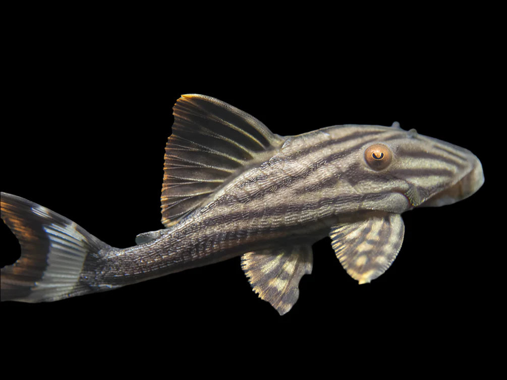 Royal Panaque L190 7’’ + lnumber