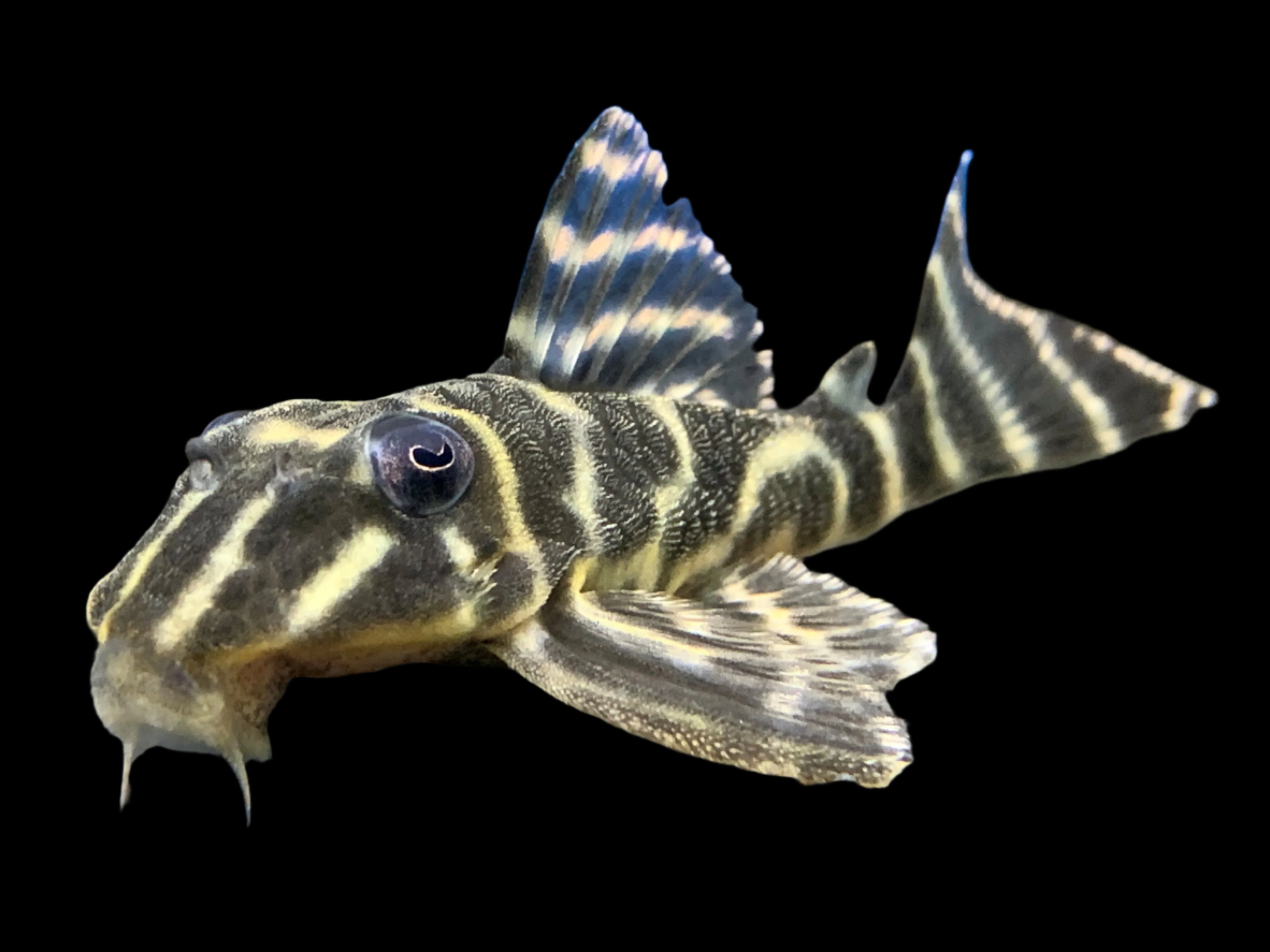 Yellow Zebra Pleco L199 10-12cm