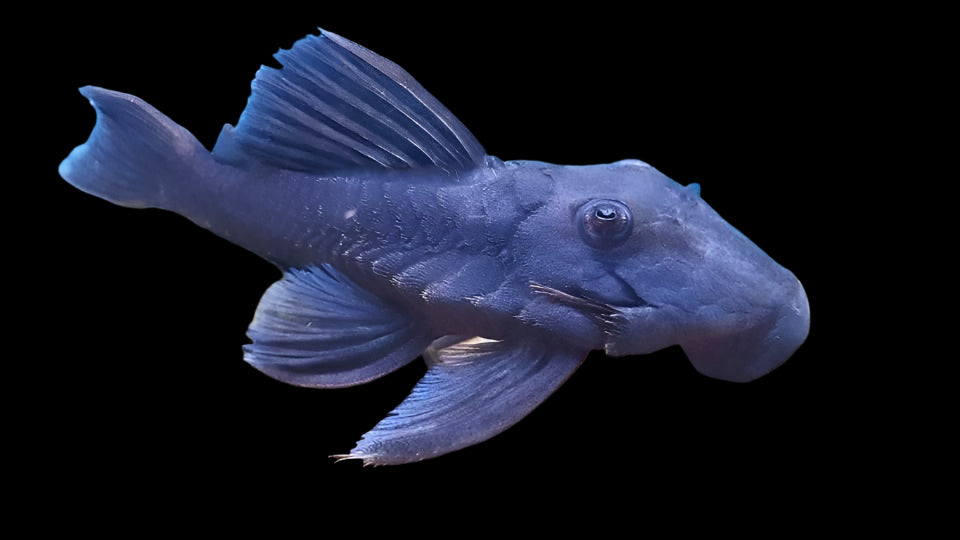 Blue Panaque L239 8cm - Tropical Supplies North East