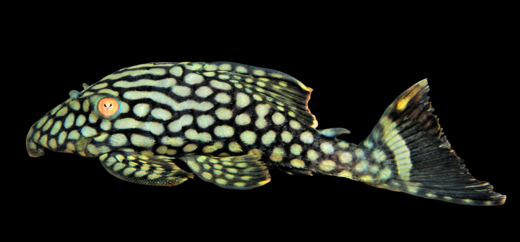 Royal Spotted Panaque L330 10’’ lnumber