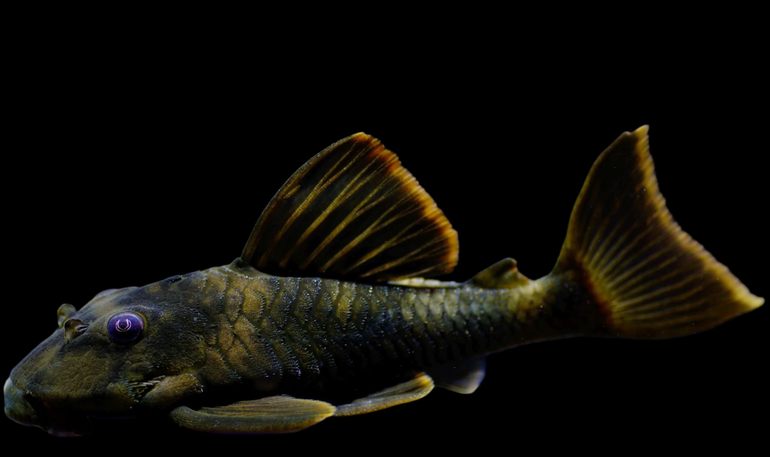 Peckoltia Tiger Red Fin L76 3.5-4"