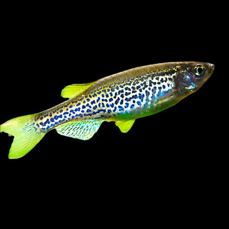 Leopard Danio 3cm