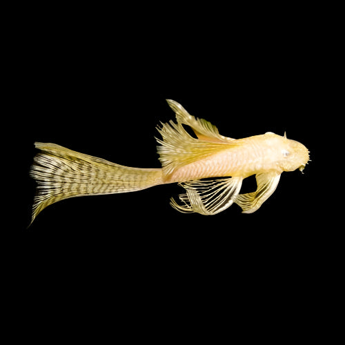 Albino Long Fin Bristlenose 4-6cm