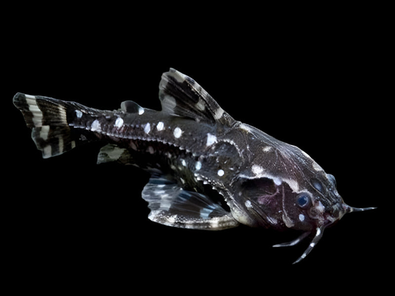 Spotted Talking Catfish 5-6cm