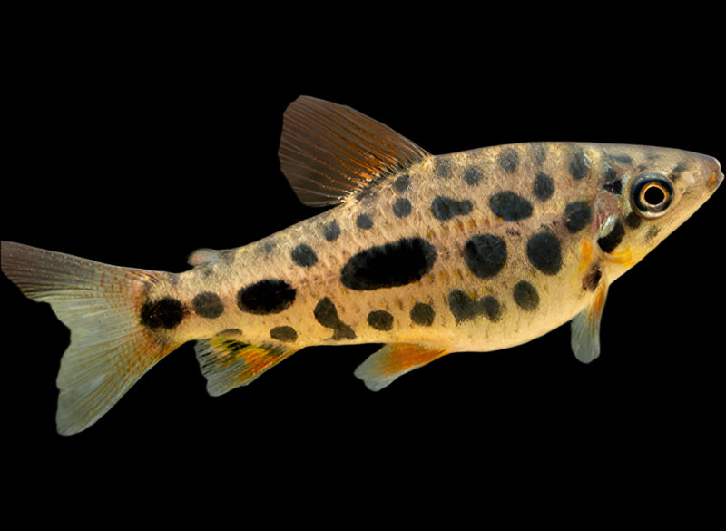 Strawberry Leporinus 7cm