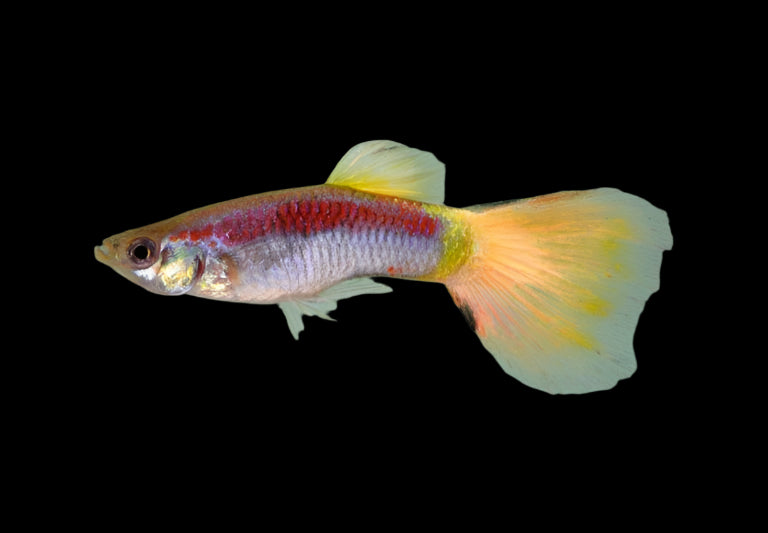Laser Beam Male Guppy 3.5cm - Tropical Supplies North East