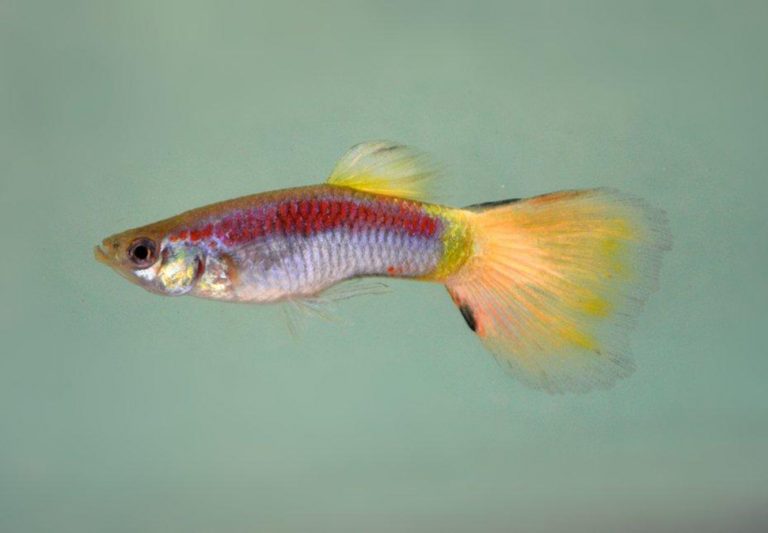 Laser Beam Male Guppy 3.5cm - Tropical Supplies North East