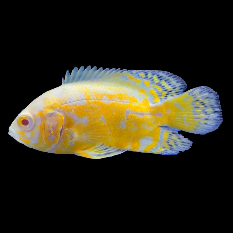 Lemon Oscar 6-7cm