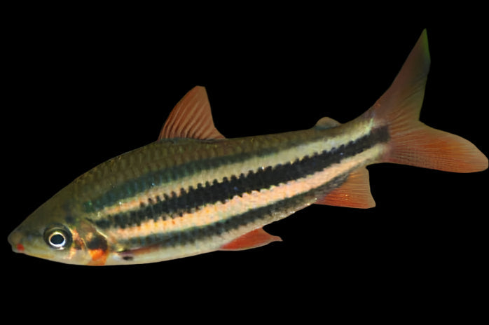 Lipstick Leporinus 7-9cm