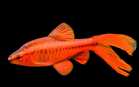 Cherry Barb Long Fin 3cm barb