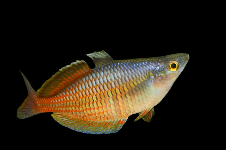 Ajamaru Lakes Rainbowfish 6-8cm - Tropical Supplies North East
