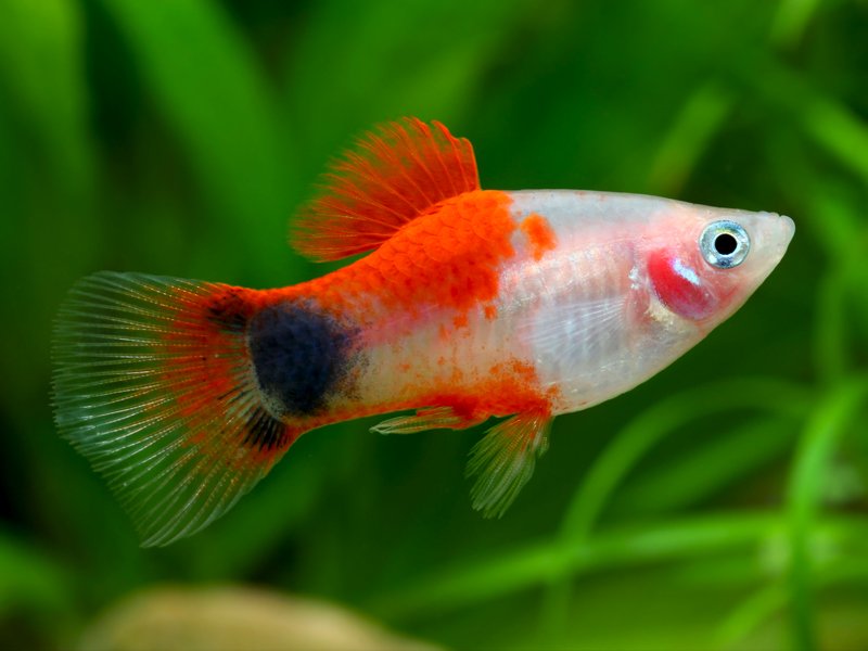 Apple Mickey Mouse Platy 3.5cm - Tropical Supplies North East