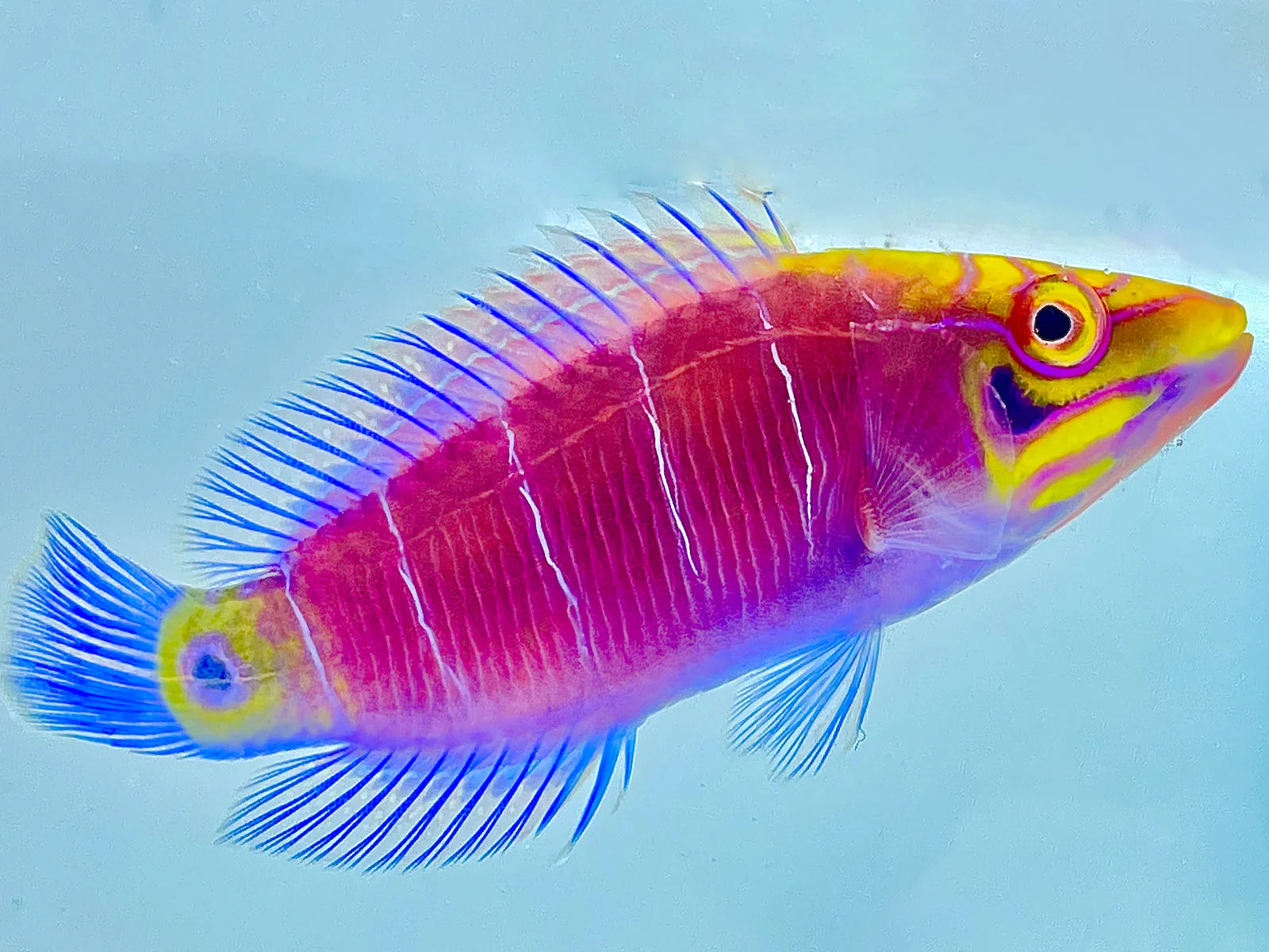 Mystery Wrasse MED