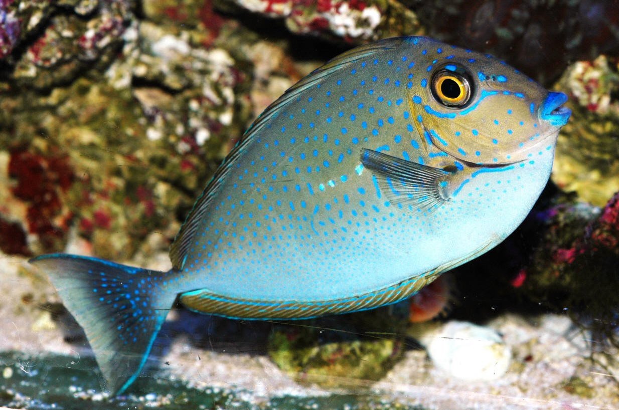 Blue Spot Naso Tang MED