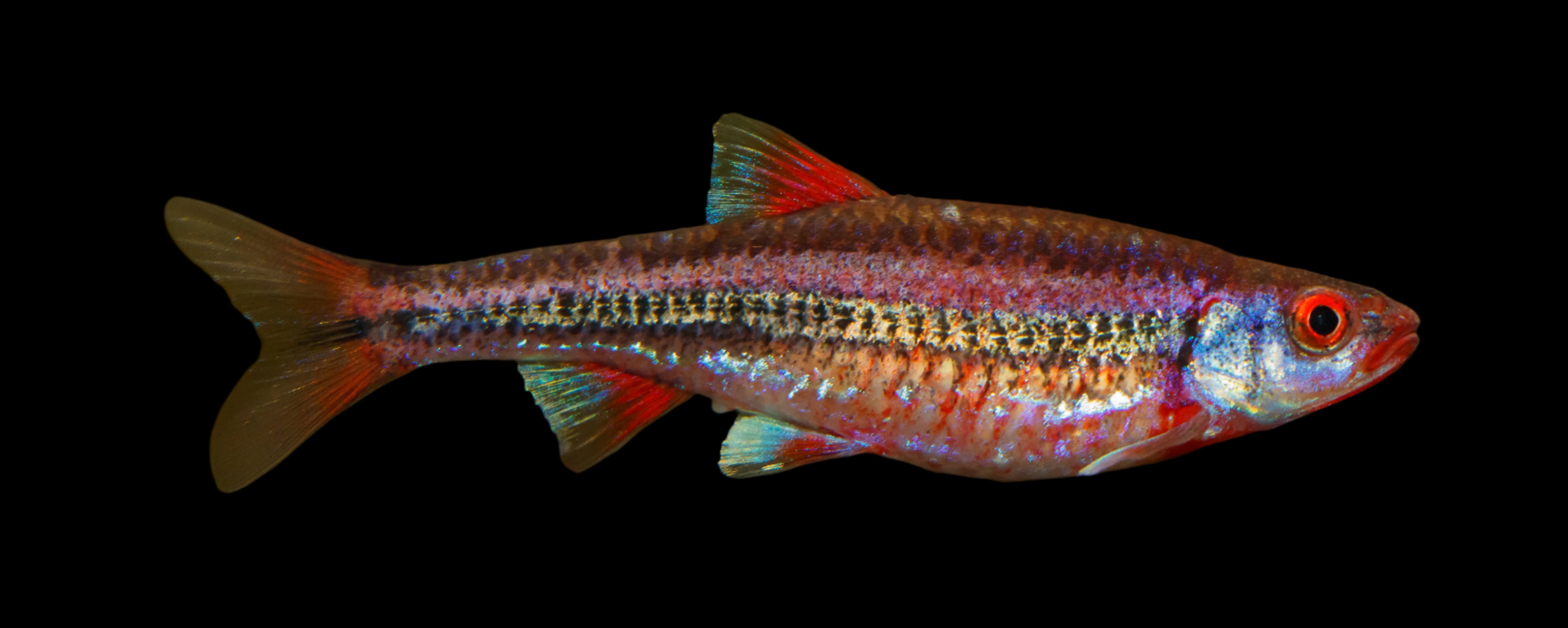 Rainbow Shiner 4cm - Tropical Supplies North East