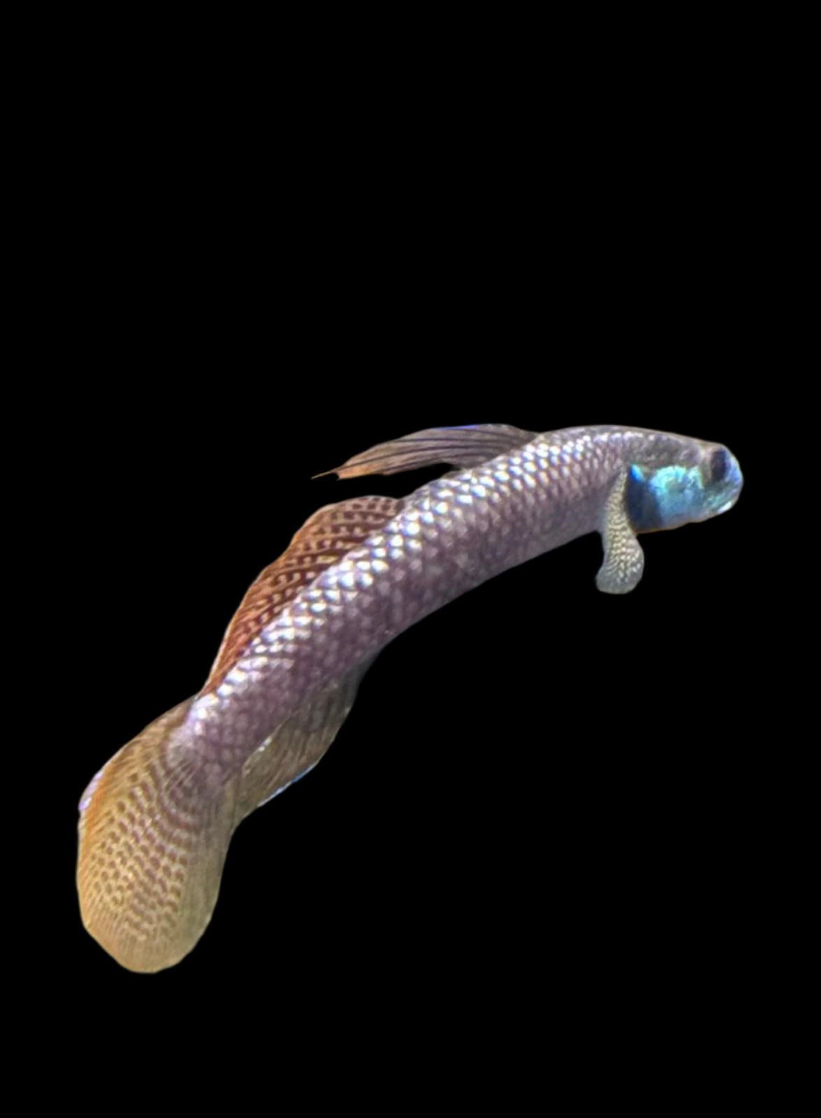 Rainbow Goby 7-9cm