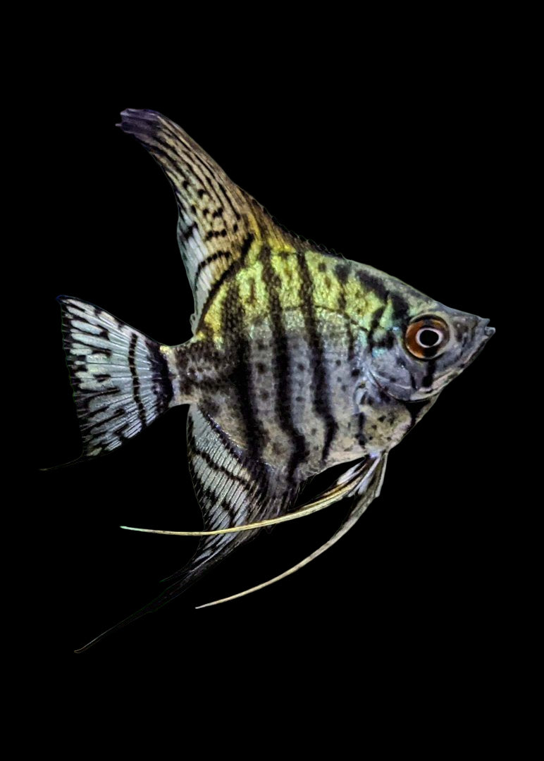 Zebra Lace Angelfish 5cm