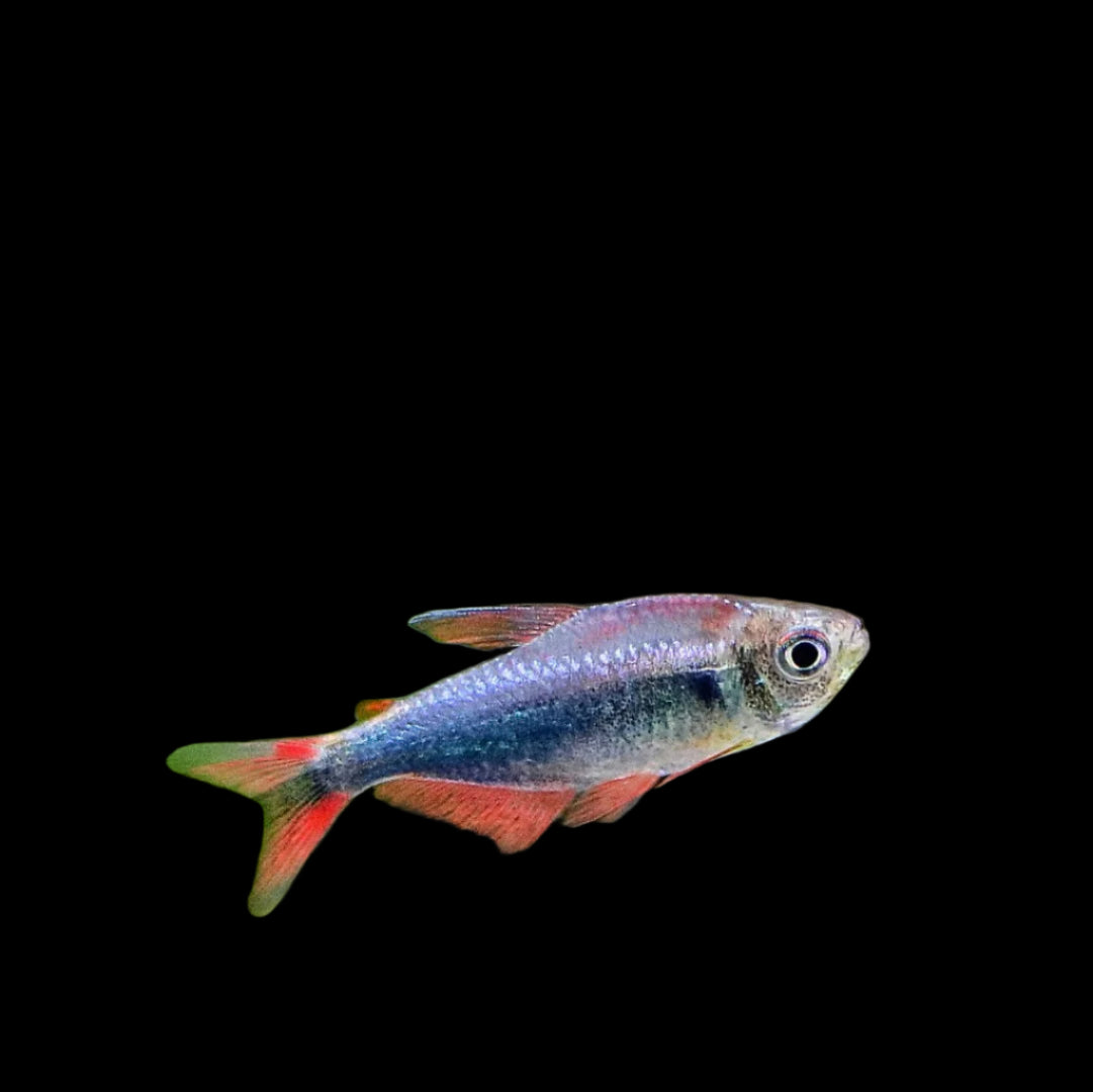 Peru Bleeding Blue Tetra 2.5cm - Tropical Supplies North East