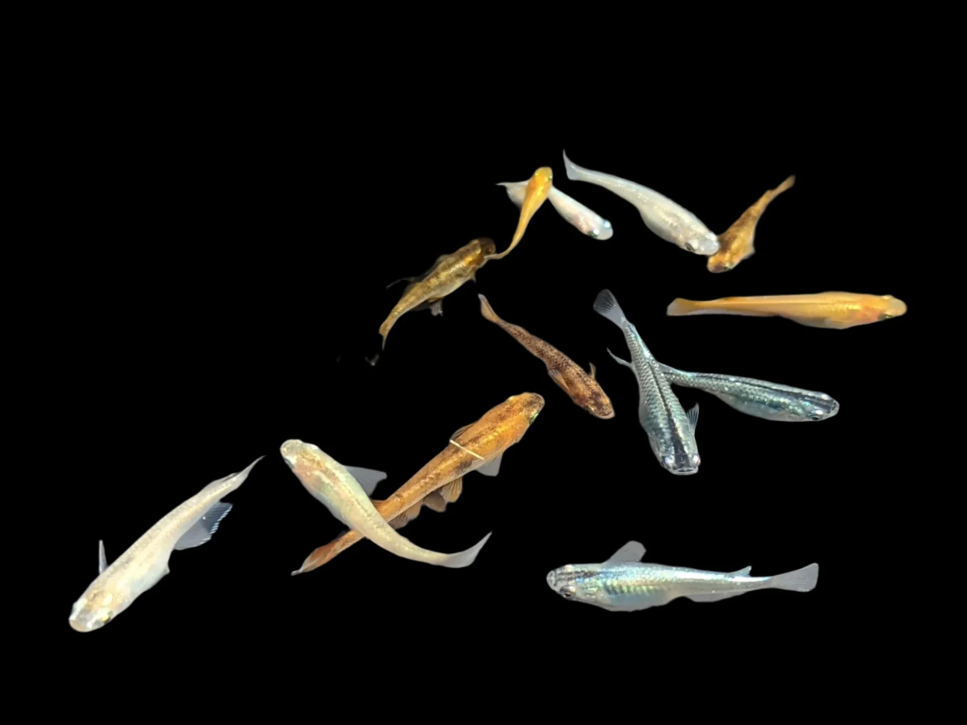 Assorted Ricefish 2-3cm - Tropical Supplies North East