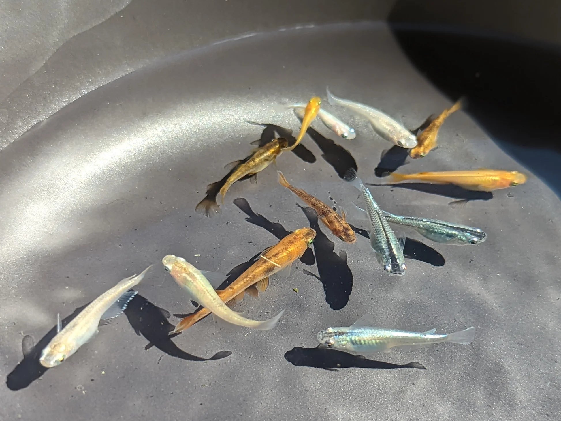 Assorted Ricefish 2-3cm - Tropical Supplies North East