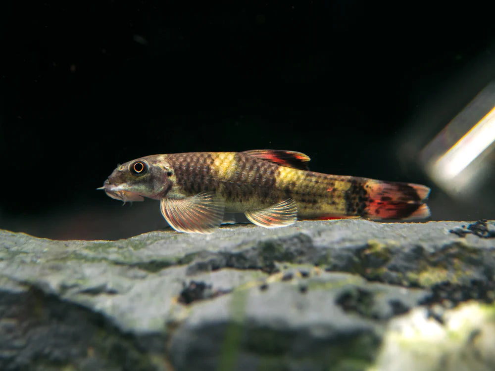 Panda Garra 3.5-4cm