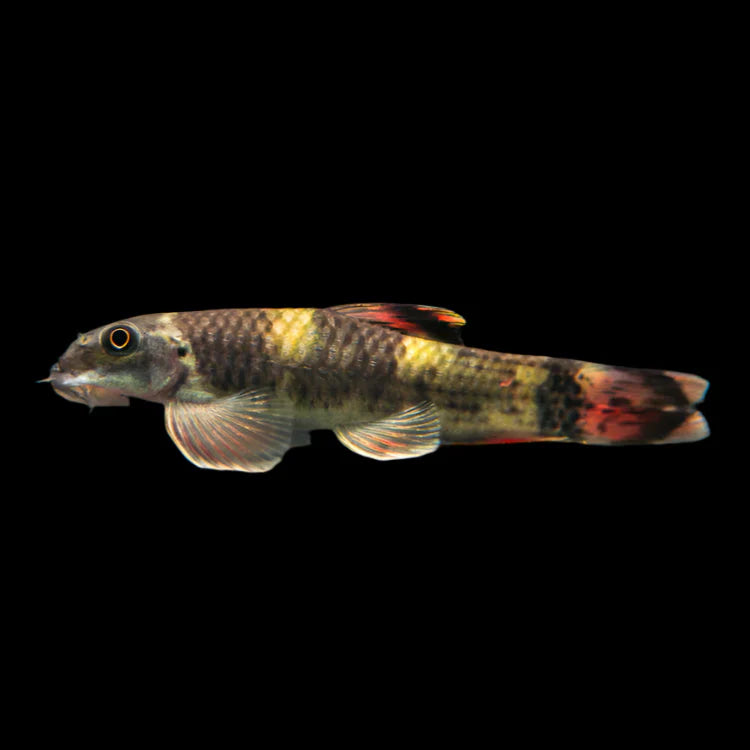 Panda Garra 3.5-4cm - Tropical Supplies North East