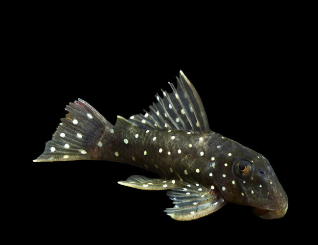 Peppermint Pleco L30 3.5"