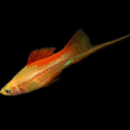Pineapple Swordtail 4cm - Tropical Supplies North East