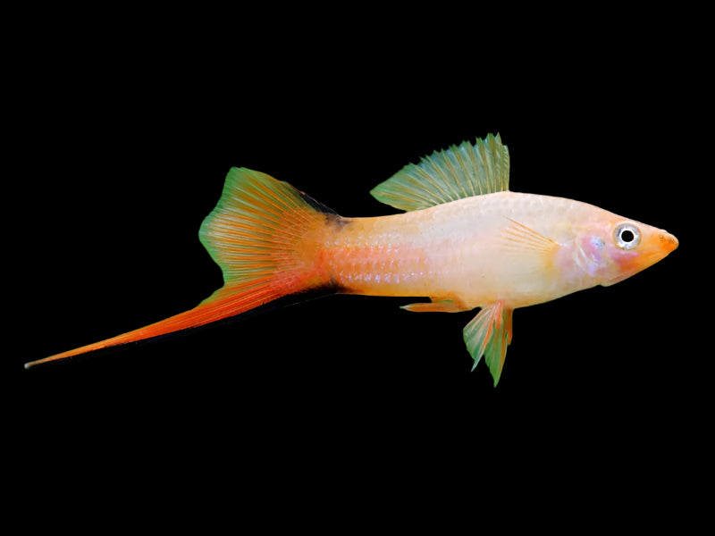 Pink Comet Swordtail 4cm