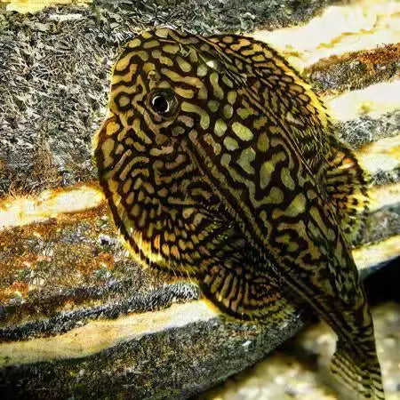 Pinstriped Butterfly Pleco Hillstream Loach 4-5cm