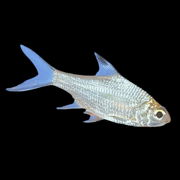 Platinum Albino Tinfoil Barb 5cm barb