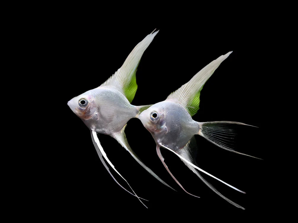 Platinum Veiltail Angelfish 4cm angel discus