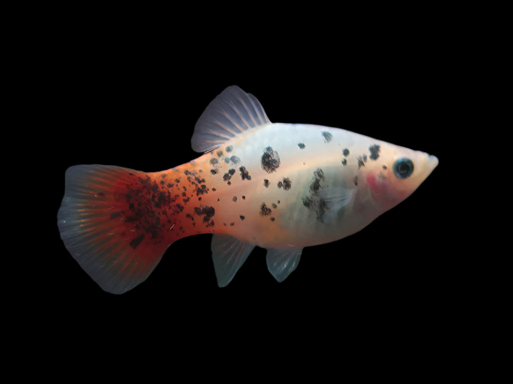 Red Flame Calico Platy 3.5cm