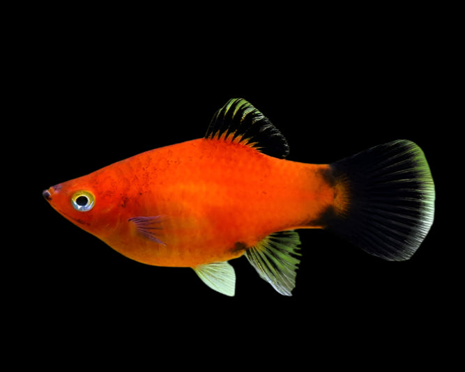 Red Wagtail Platy 4cm - Tropical Supplies North East