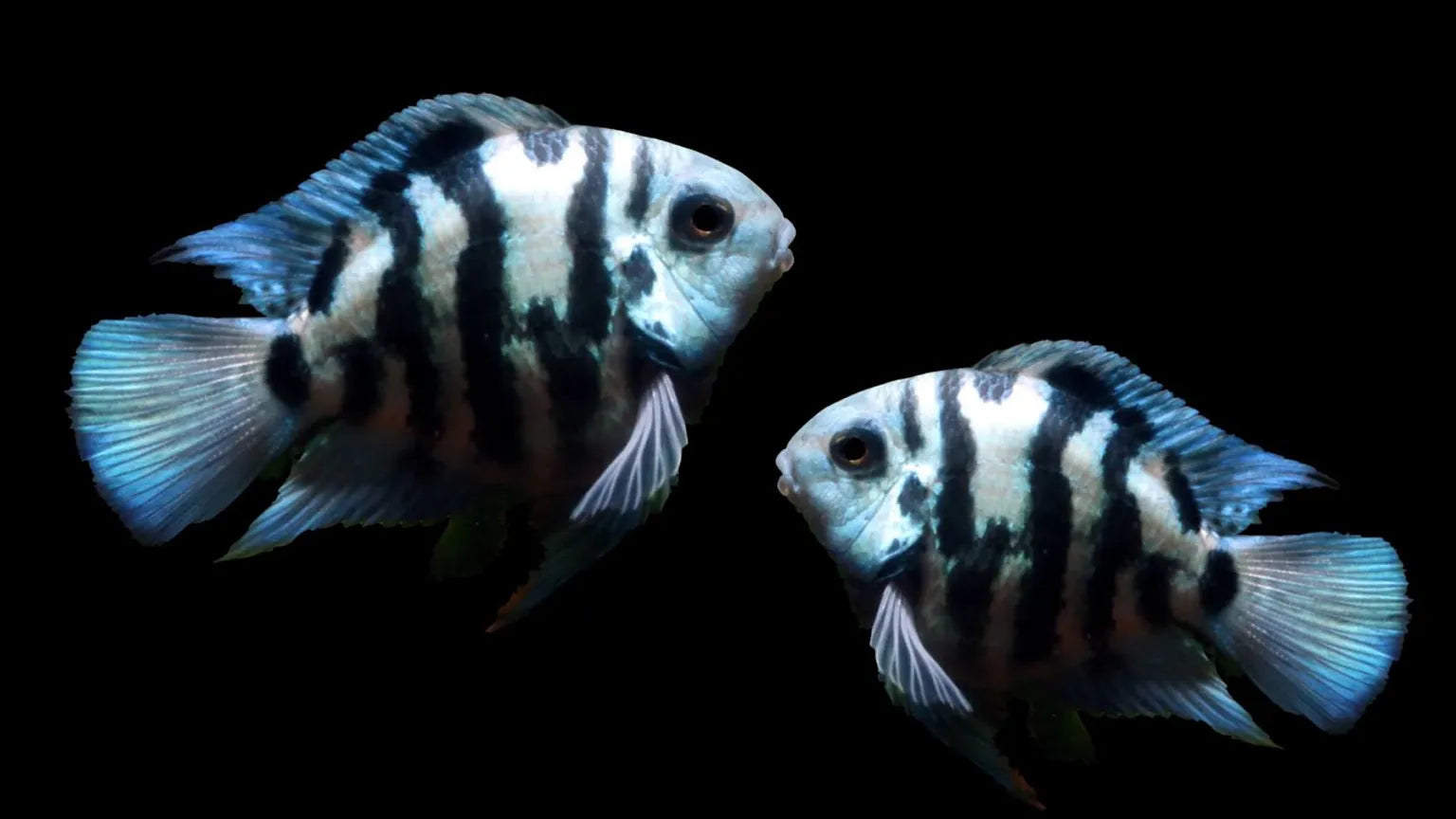 Polar Blue Cichlid 2-3cm south america