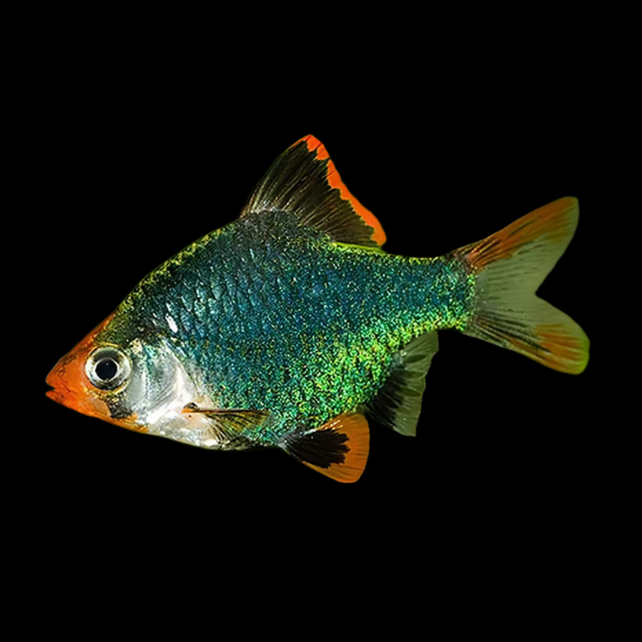 Green Tiger Barb 3cm